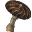 オドリタケ
