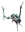 Limule.png